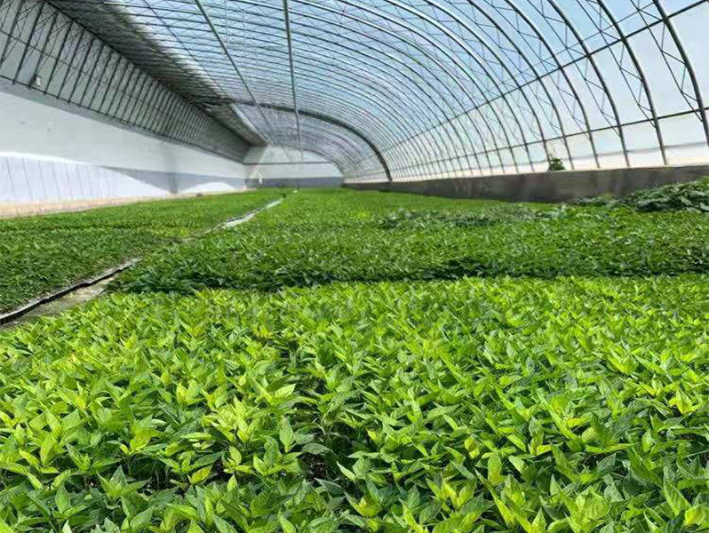 種植大棚.jpg